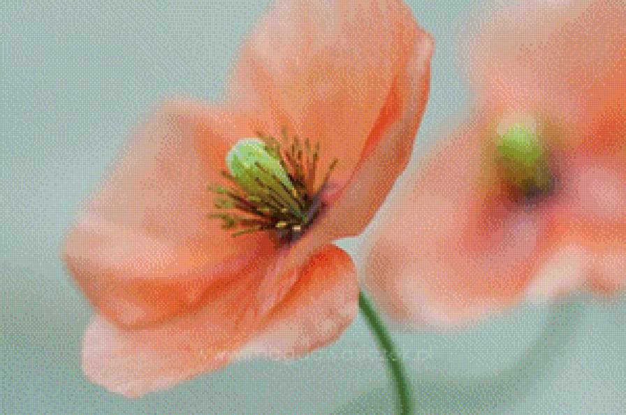 мак - мак, цветы - предпросмотр