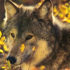 Схема вышивки «Волчёнок»