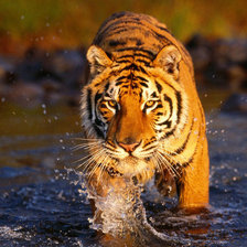 Схема вышивки «№831407»