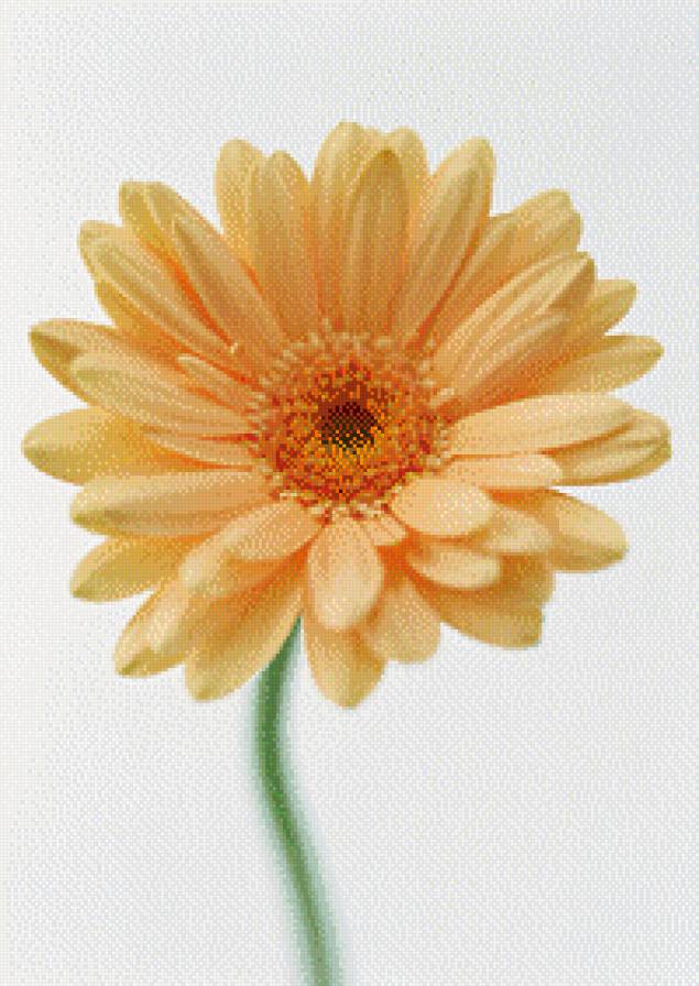 гербера - цветы - предпросмотр