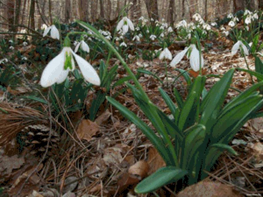 подснежники - предпросмотр
