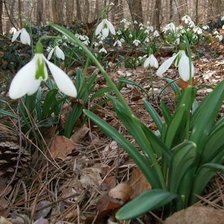 подснежники