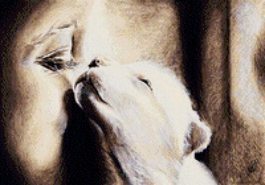 нежность - котик, животные, девушка - предпросмотр