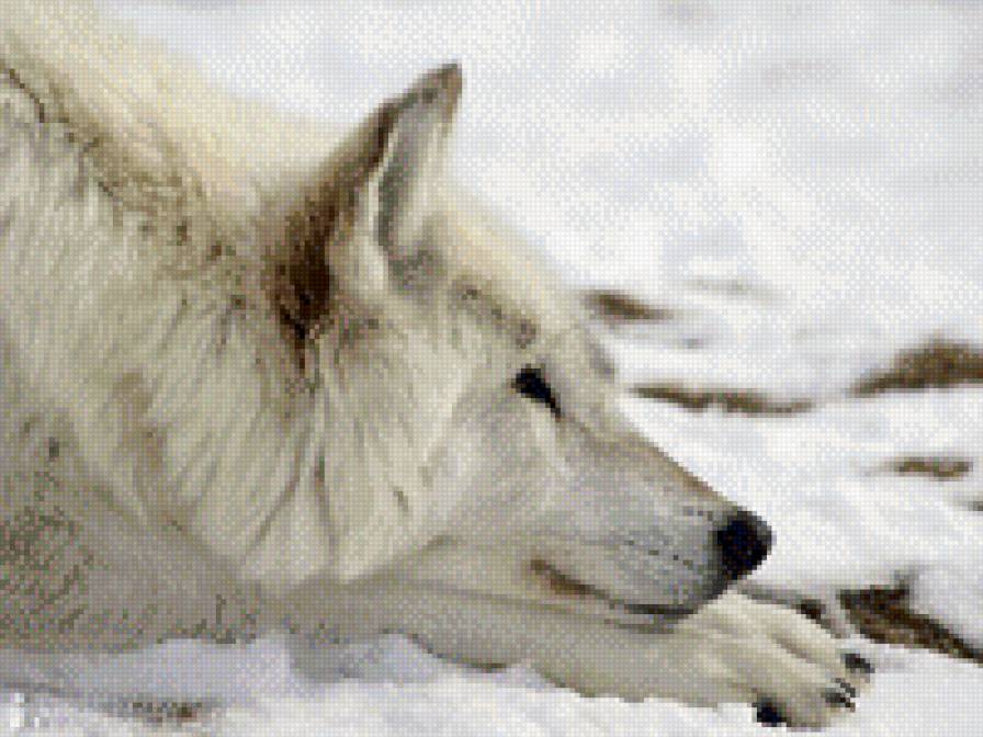 Белый волк - зима, волк, снег - предпросмотр