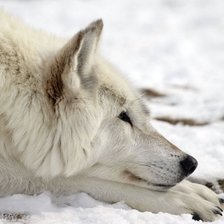 Схема вышивки «Белый волк»