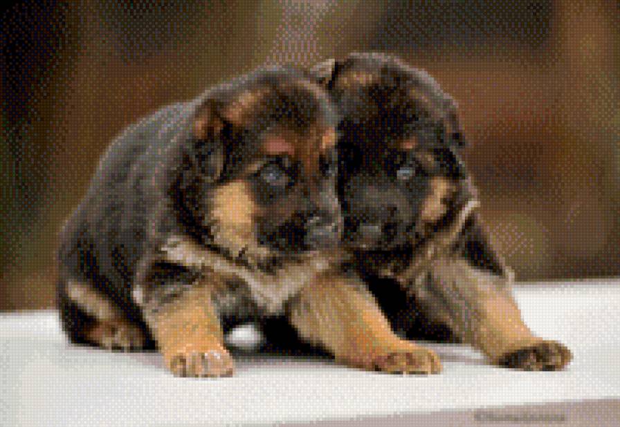 щенки - предпросмотр