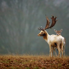 Схема вышивки «Олени»
