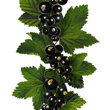 Схема вышивки «№831754»