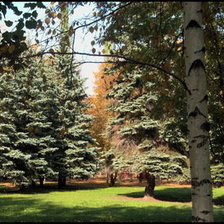 Схема вышивки «поляна»