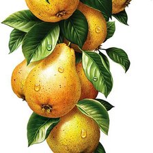 Схема вышивки «Груши. Для кухни.»