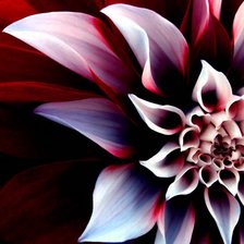 Схема вышивки «Цветок»