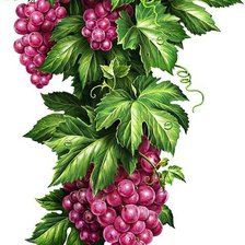 Схема вышивки «Виноград. Для кухни.»