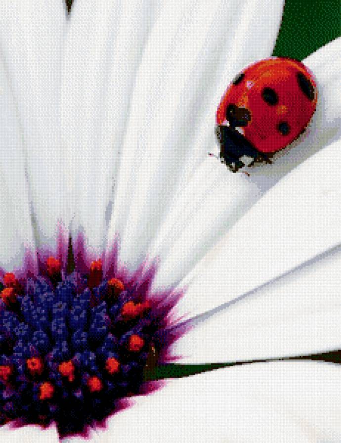 божья коровка - ромашка, цветы, насекомые - предпросмотр