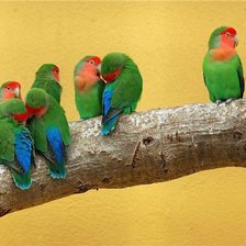 Схема вышивки «папугаи»