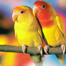 Схема вышивки «папугаи 1»