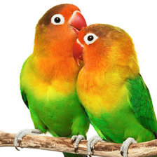 Схема вышивки «папугаи 2»