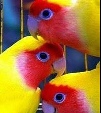 Схема вышивки «папугаи 3»