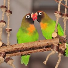 Схема вышивки «папугаи 4»