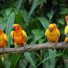 Схема вышивки «папугаи 5»