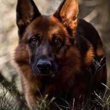 Схема вышивки «Овчарка»