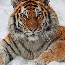 Схема вышивки «№832921»