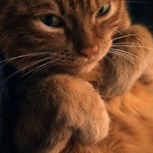 Схема вышивки «Кот 5»