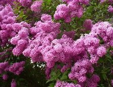 Схема вышивки «Куст сирени»