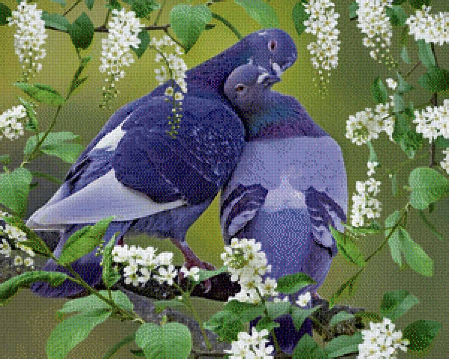 голуби - голуби, пара, птицы - предпросмотр