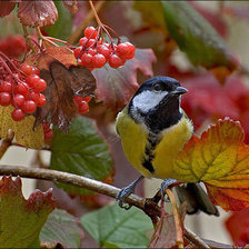Схема вышивки «Синица»