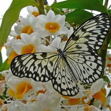 Схема вышивки «Бабочка»