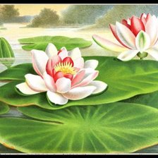 Схема вышивки «лотосы»