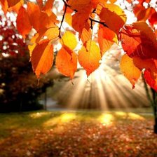 Схема вышивки «осень»