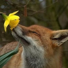 Схема вышивки «Лисонька»