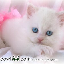 Схема вышивки «котя»