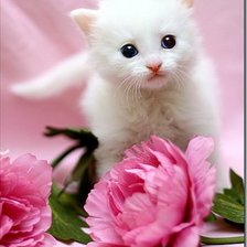 Схема вышивки «кисуля»