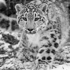 Схема вышивки «барсик»