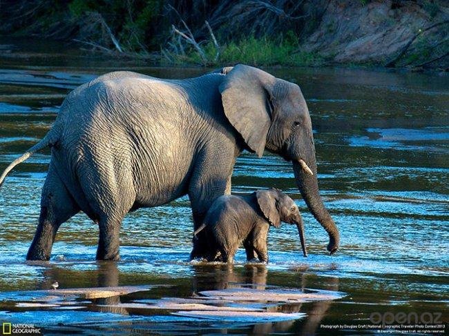 №833710 - животные, слон - оригинал