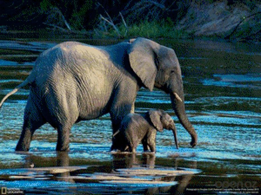 №833710 - животные, слон - предпросмотр