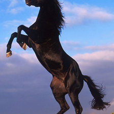 Схема вышивки «Мустанг»