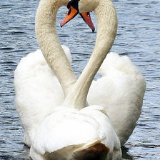 Схема вышивки «Лебеди»