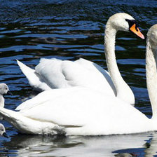 Схема вышивки «Лебеди»