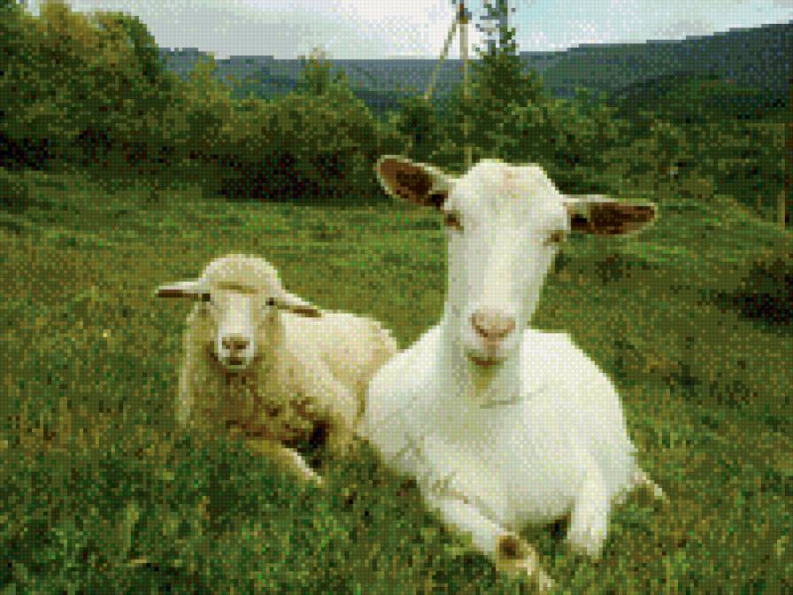 коза - предпросмотр