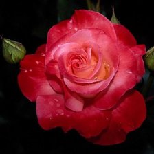 Схема вышивки «роза на черном»