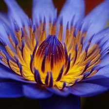 Схема вышивки «синий цветок»