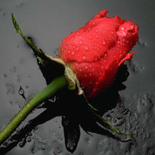 Схема вышивки «роза»