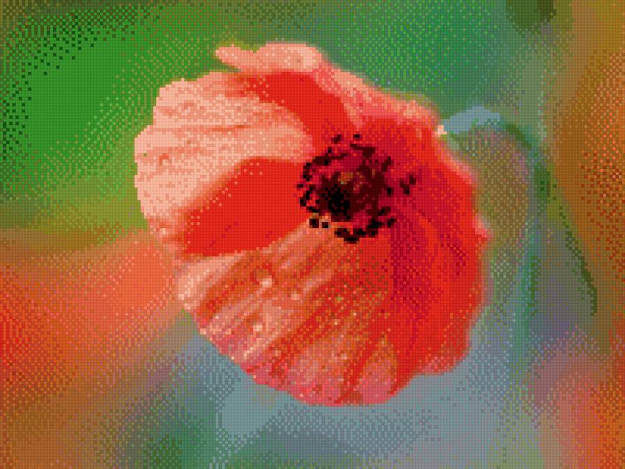 мак 60 - цветы мак - предпросмотр