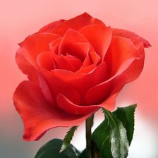 Схема вышивки «розочка2»