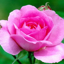 Схема вышивки «роза полураскрытая»