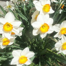 Схема вышивки «нарцисы»