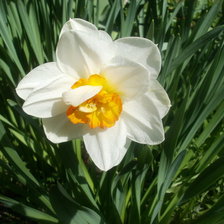 Схема вышивки «нарцис»